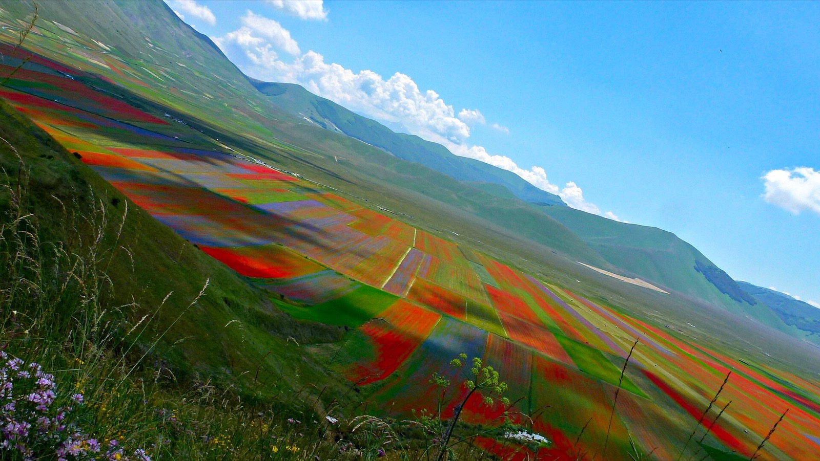 Il Pian Grande di Castelluccio in fioritura, ai piedi del Monte Vettore
